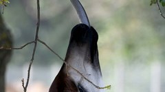 Okapi (1)