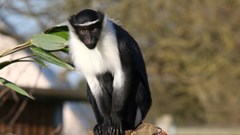 Female Roloway Monkey